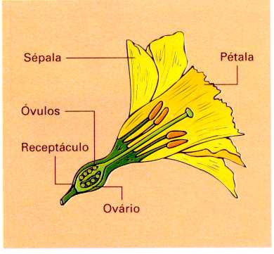 Ciclos de protección: Pétalos y Sépalos.